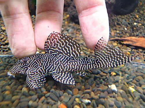 クイーンアラベスクプレコ