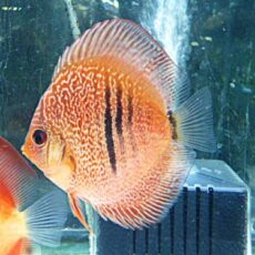 レオパードスネークスキンディスカス③　２０２６年３月３日入荷