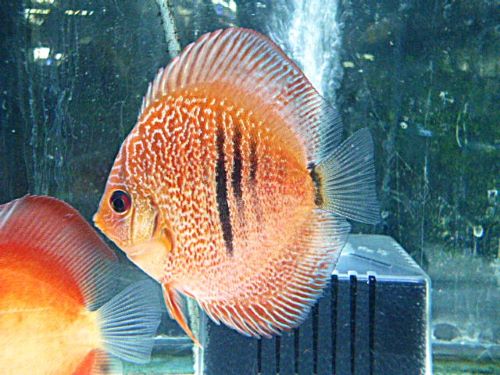 レオパードスネークスキンディスカス③　２０２６年３月３日入荷