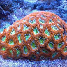 キクメイシ　レアカラー　２０２６年４月１８日撮影