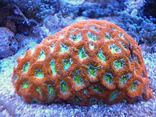 キクメイシ　レアカラー　２０２６年４月１８日撮影