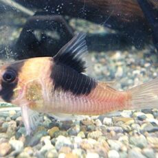 コリドラス　ニューショートノーズビコロール　２０２６年４月２日入荷