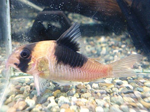 コリドラス　ニューショートノーズビコロール　２０２６年４月２日入荷