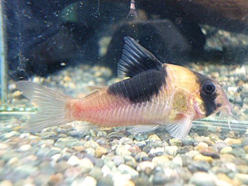 コリドラス　ニューショートノーズビコロール