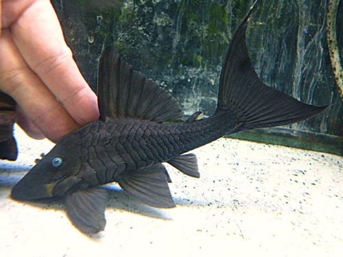 ブルーアイプレコ