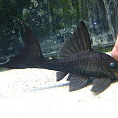 ブルーアイプレコ③　２０２６年４月９日入荷