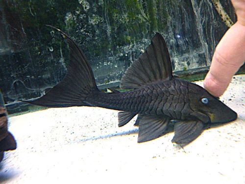 ブルーアイプレコ③　２０２６年４月９日入荷