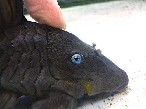 ブルーアイプレコ