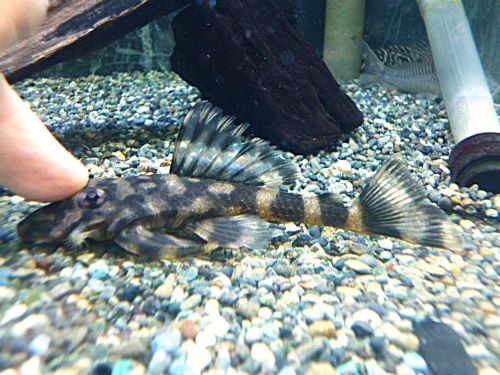 バタフライプレコ