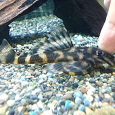 バタフライプレコ　２０２６年４月２日入荷