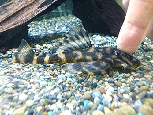 バタフライプレコ　２０２６年４月２日入荷