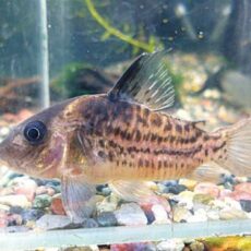 コリドラス　セミロングノーズタパジョスシュワルツ２０２５年１２月３日入荷　