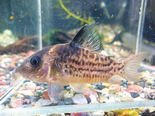 コリドラス　セミロングノーズタパジョスシュワルツ２０２５年１２月３日入荷　