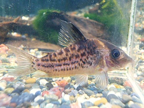 コリドラス　セミロングノーズタパジョスシュワルツ