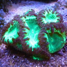 オオタバサンゴ　メタグリーン　２０２６年４月１９日撮影