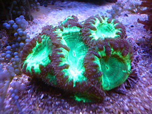 オオタバサンゴ　メタグリーン　２０２６年４月１９日撮影