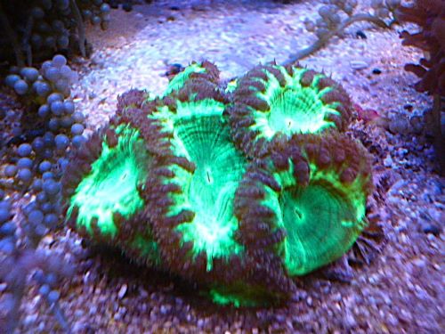 オオタバサンゴ