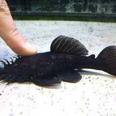 マツブッシープレコ　ペア　２０２６年４月８日入荷