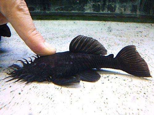 マツブッシープレコ　ペア　２０２６年４月８日入荷