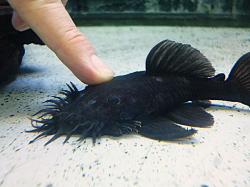 マツブッシープレコ