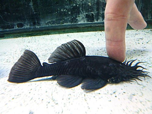 マツブッシープレコ