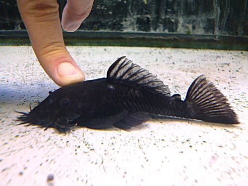 マツブッシープレコ