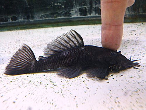 マツブッシープレコ