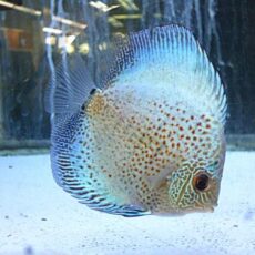 ブルースコーピオンディスカス　スポットタイプ②　２０２６年３月２３日入荷