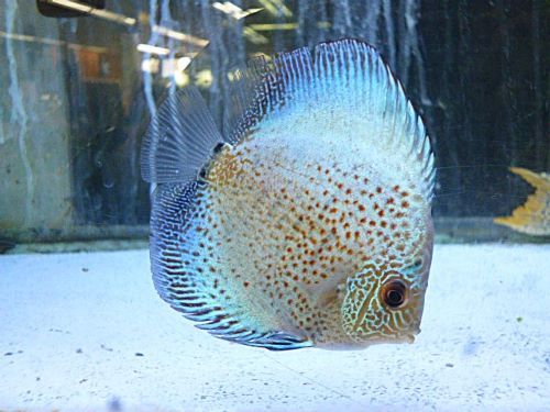 ブルースコーピオンディスカス　スポットタイプ②　２０２６年３月２３日入荷