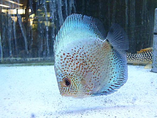 ブルースコーピオン・ディスカス