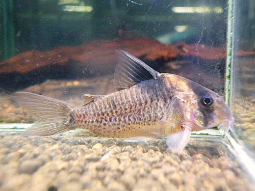 コリドラス　ショートノーズエフィピフェール