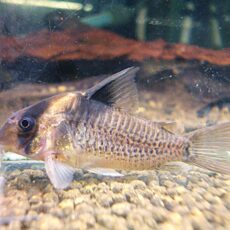 コリドラス　ショートノーズエフィピフェール①　２０２６年３月２３日入荷