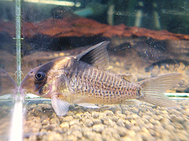 コリドラス　ショートノーズエフィピフェール①　２０２６年３月２３日入荷