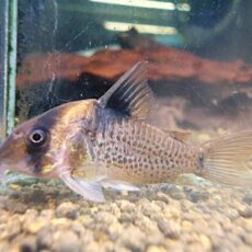 コリドラス　ショートノーズエフィピフェール②　２０２６年３月２３日入荷