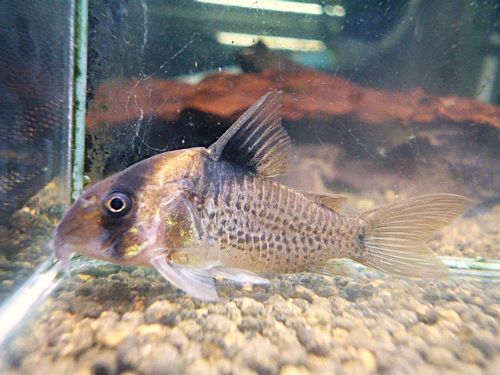 コリドラス　ショートノーズエフィピフェール②　２０２６年３月２３日入荷