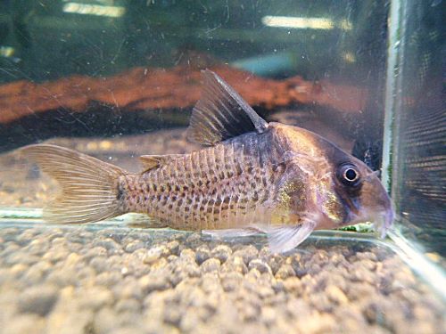 コリドラス　ショートノーズエフィピフェール