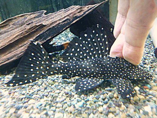 ブラックドラゴンスタークラウンプレコ