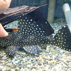 ブラックドラゴンスタークラウンプレコ　２０２６年４月１６日入荷