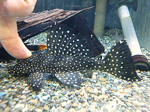 ブラックドラゴンスタークラウンプレコ　２０２６年４月１６日入荷