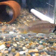 アピストＣＦ．ブレビス　オス　２０２６年３月３０日入荷