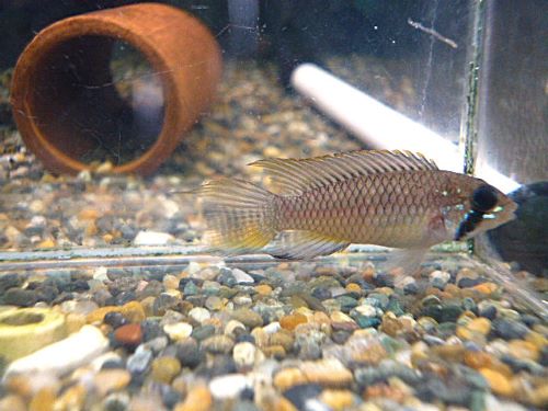 アピストＣＦ．ブレビス　オス　２０２６年３月３０日入荷