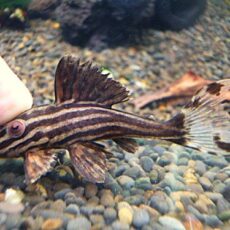 プラチナロイヤルプレコ　２０２６年２月２７日入荷