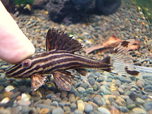 プラチナロイヤルプレコ　２０２６年２月２７日入荷