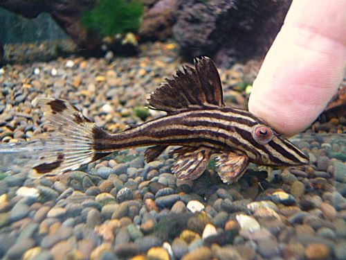 プラチナロイヤルプレコ