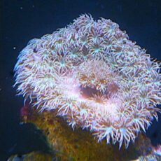 オオスリバチサンゴ　２０２６年４月２１日撮影