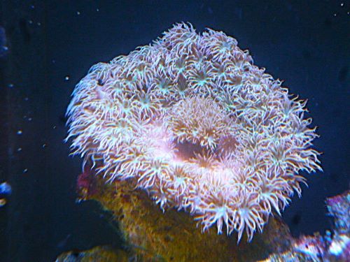 オオスリバチサンゴ　２０２６年４月２１日撮影