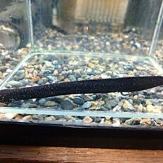 レピドシレン　パラドクサ　２０２６年３月１２日入荷