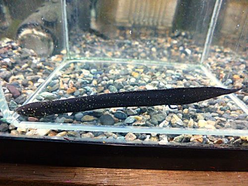 レピドシレン　パラドクサ　２０２６年３月１２日入荷