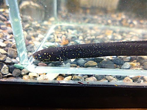 レピドシレン　パラドクサ