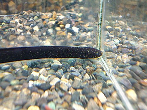 レピドシレン　パラドクサ